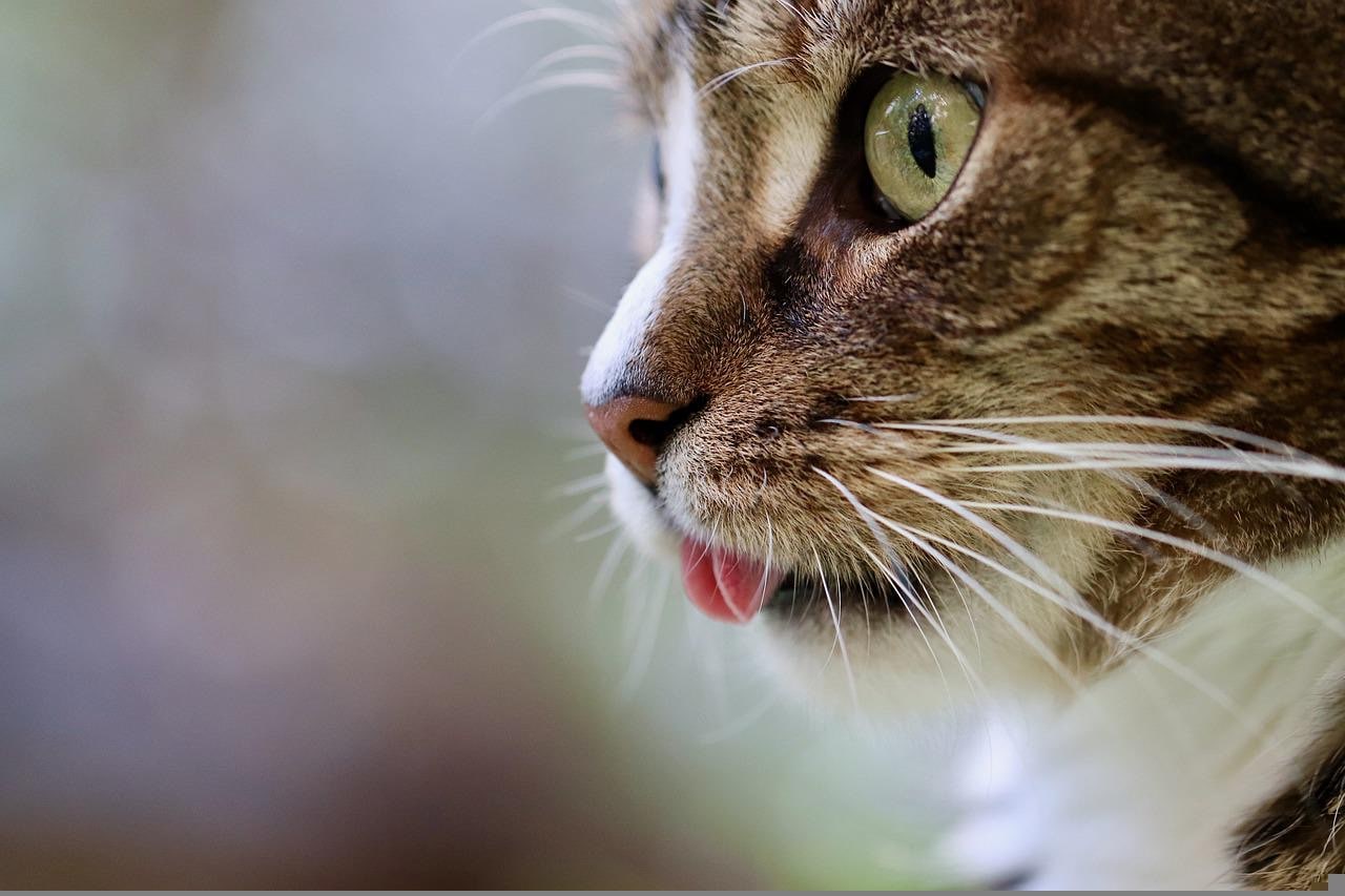 cat, gato, lengua